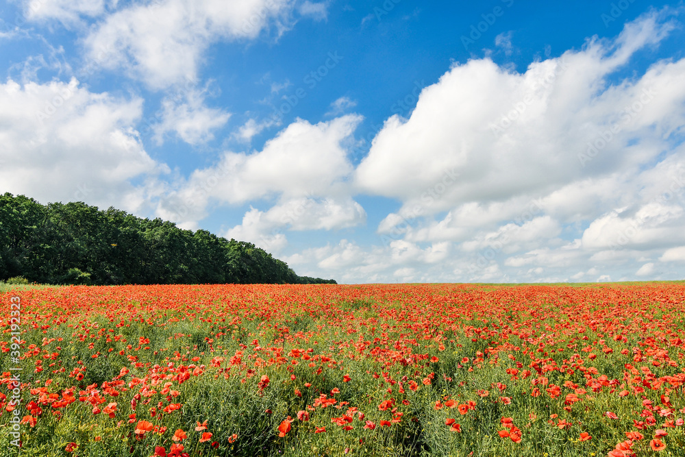 Panoramic view of endless red poppy field over blue sky. Beautiful summer background.
