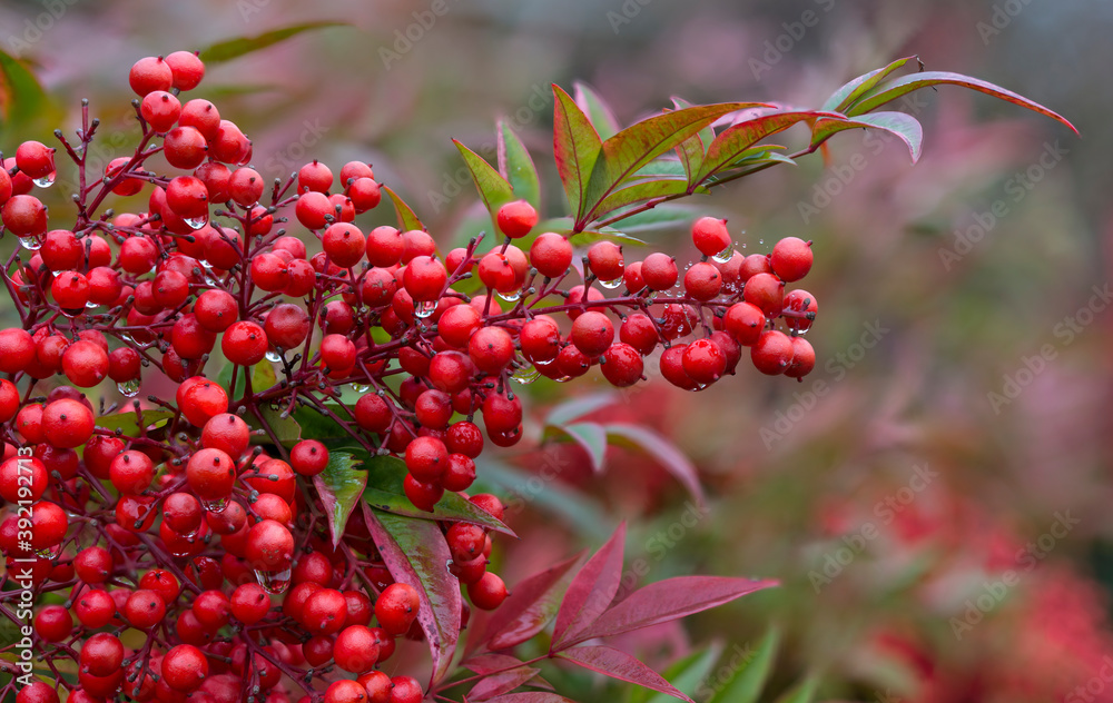 bianche rosse di nandina domestica in inverno bianche rosse di nandina domestica in inverno