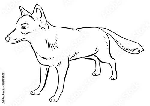 In the animal world. Image of a fox. Black and white drawing  coloring.