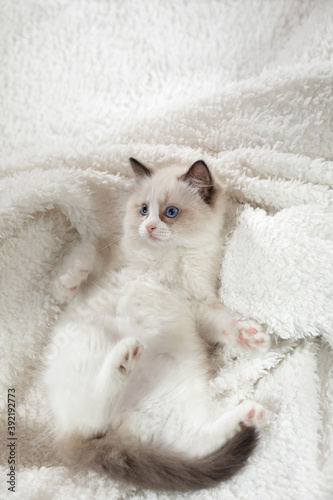 fluffy kitten on white in a plaid. Bicolor Rag Doll Cat