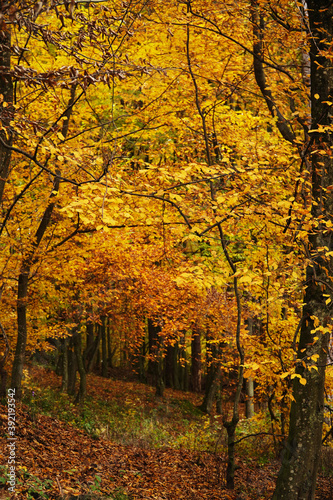 Golden autumn in Transcarpathia © Laslo