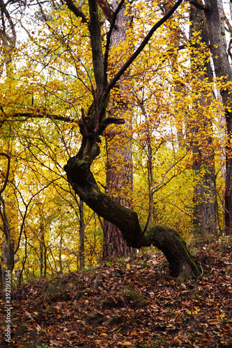 Golden autumn in Transcarpathia