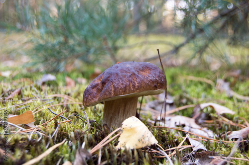 White mushroom