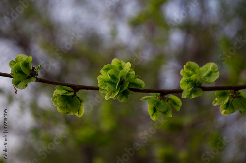 Spring branch, buds, blooming, buds, buns, nature, desktop photo, screensaver.