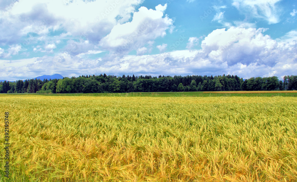 Barley fields, early summer, barley not ripe yet. Barley fields, early summer, barley not ripe yet.