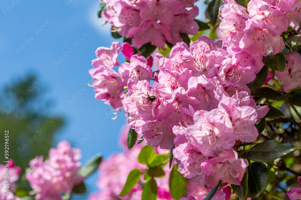 Fototapeta premium pink flowers with blue sky
