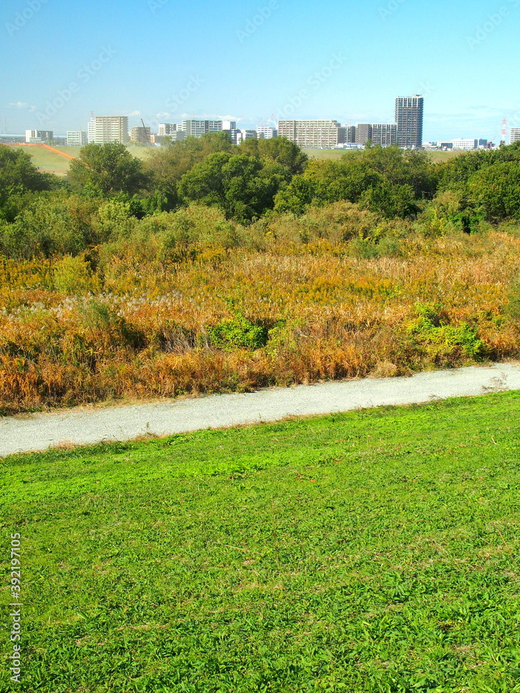 Obraz premium 晩秋の除草された江戸川土手と河川敷風景