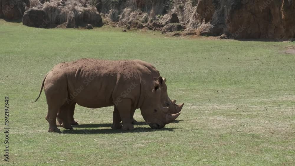 Rhinoceroses eating grass in Cabarceno Natural Park in Cantabria, Spain. Rhinoceroses eating grass in Cabarceno Natural Park in Cantabria, Spain.
