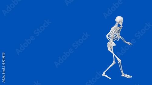 Skeleton Sneaking - 3D Illustration Animation - Blue Screen photo