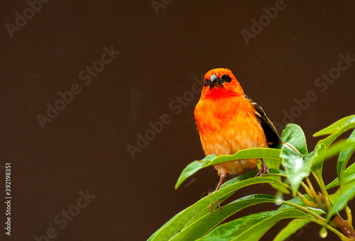 Red Fody, Foudia madagascariensis photo