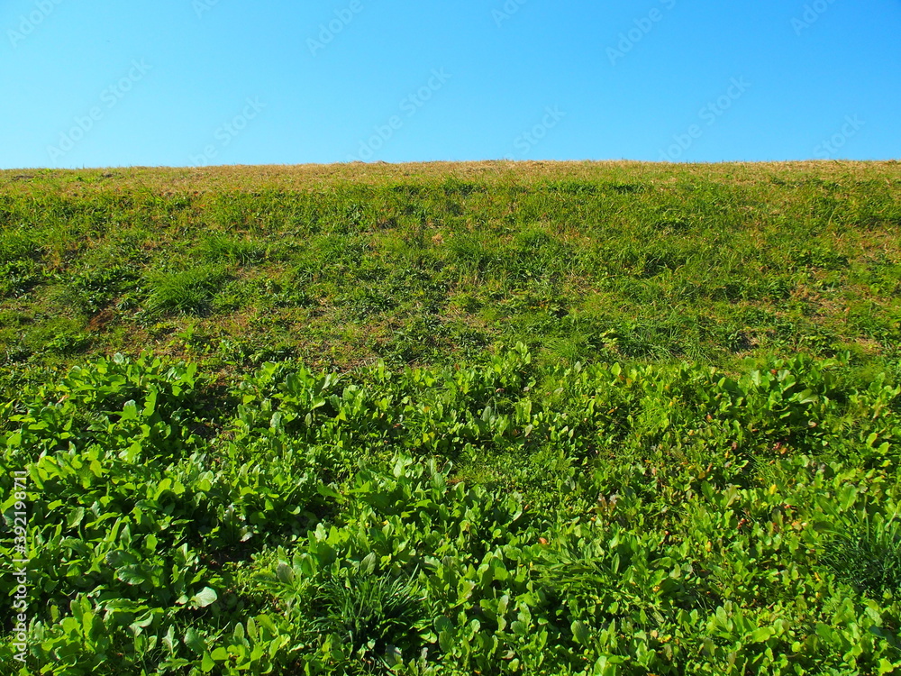 雑草茂る晩秋の江戸川土手風景