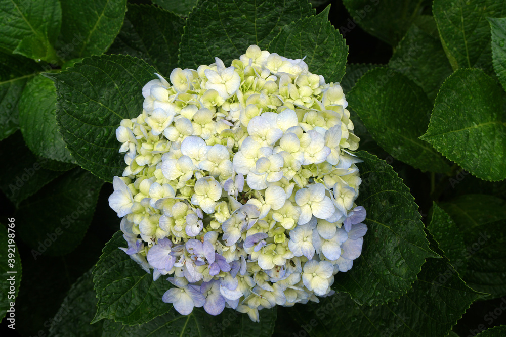 Closeup Blooming white Hydrangea Flower and blue leaf with raindrops texture background at bana hill danang vietnam Closeup Blooming white Hydrangea Flower and blue leaf with raindrops texture background at bana hill danang vietnam