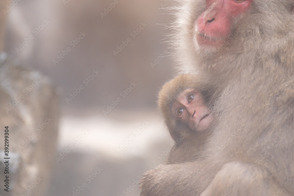 Naklejka premium 母親に抱き着くニホンザルの赤ちゃん 地獄谷野猿公苑
