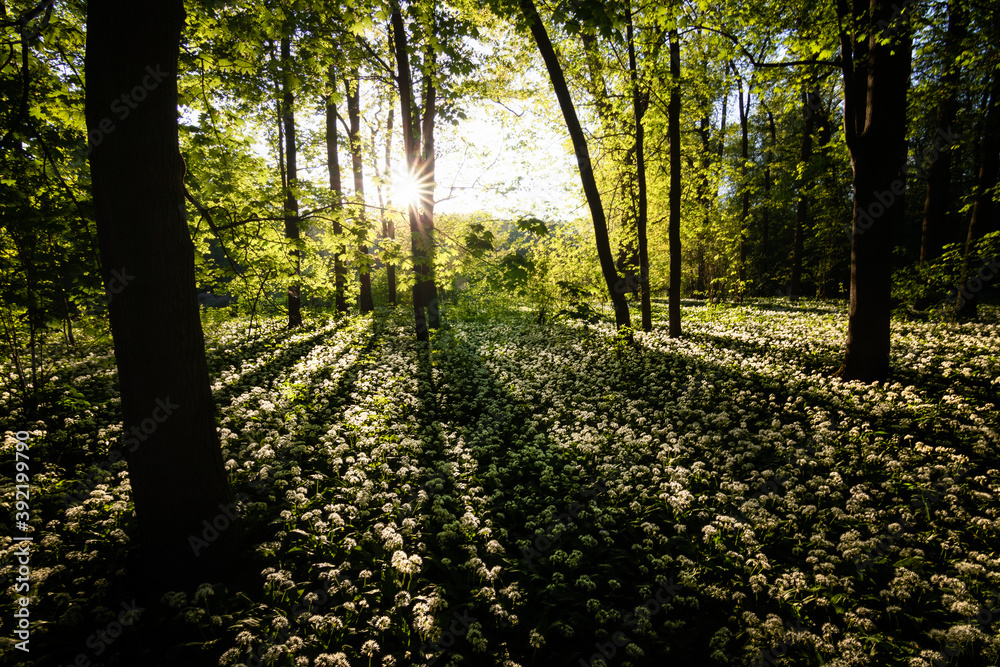 Obraz premium Amazing spring in a riparian forest, full of wild garlic, also known as ramsons, buckrams, broad-leaved garlic, wood garlic, bear leek or bear's garlic. Sun peaking through the tree,fresh spring green