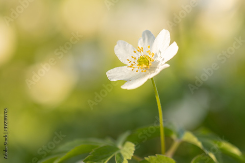 Beautiful and gentle spring flower in late afternoon light. Macro, close up photo of this very common flower that can be found around creeks, rivers and wet meadows. Anemone is beautiful spring flower