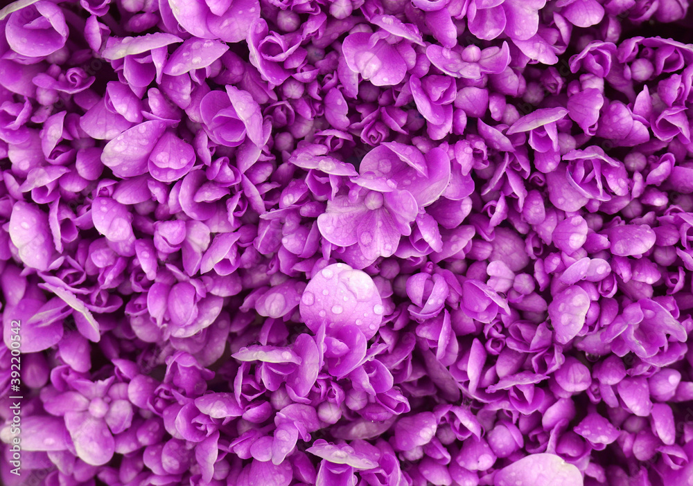 Macro Bloom purple color Hydrangea Flower with raindrops texture background at bana hill danang vietnam , Floral backdrop and beautiful detail