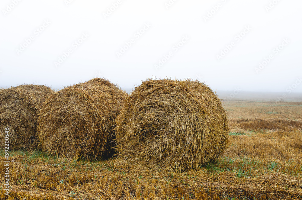 Round bales of straw on stubble in the morning fog on a cold autumn day