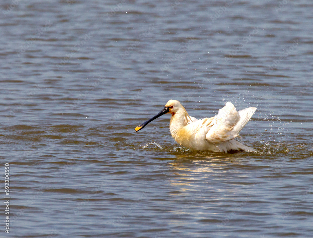 Fototapeta premium Eurasian Spoonbill, Platalea leucorodia