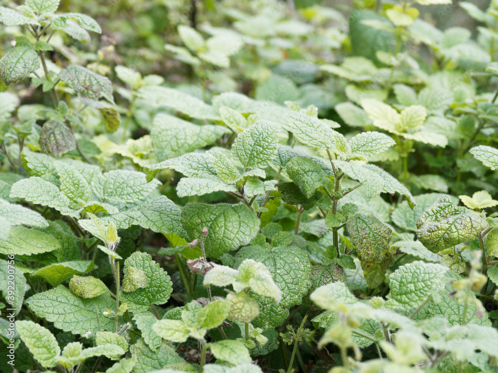 Mentha spicata, menthe en épi ou verte, plante au feuillage vert-profond, aromatique, lancéolé à marge dentée, nervurée, crépus-laineux Mentha spicata, menthe en épi ou verte, plante au feuillage vert-profond, aromatique, lancéolé à marge dentée, nervurée, crépus-laineux
