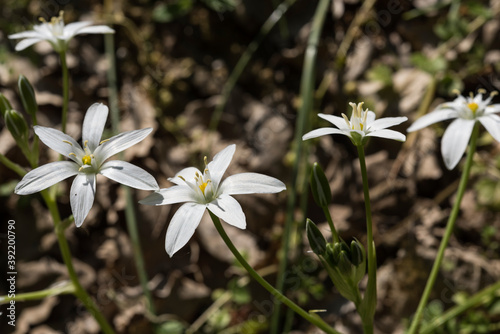 gruppo ornithogalum umbellatum con fiori bianchi
