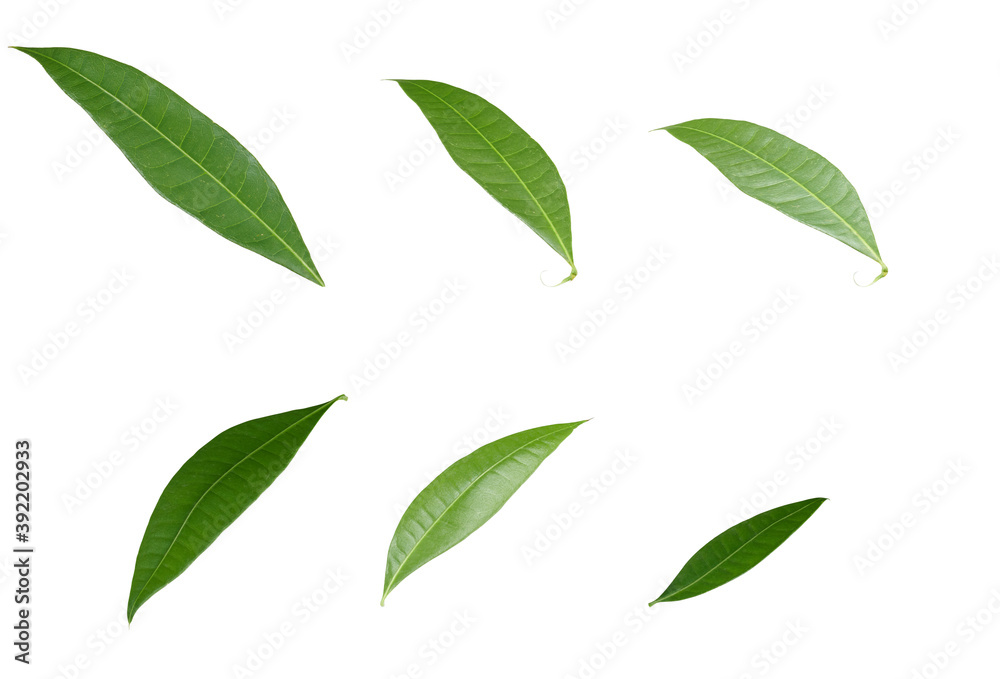 Leaves of the Lonicera japonica plant, a very popular ornamental plant in Vietnam. Real Shooting Leaves of the Lonicera japonica plant, a very popular ornamental plant in Vietnam. Real Shooting