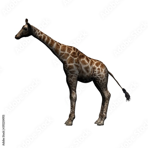 Wild animals - giraffe - isolated on white background - 3D illustration