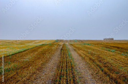 A dirt road through the wheat field, along which cars drove during the harvesting of the wheat. Round bales of straw stacked in a row in foggy weather