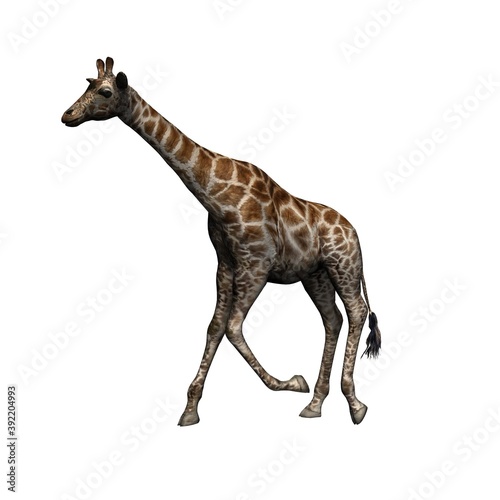 Wild animals - giraffe - isolated on white background - 3D illustration