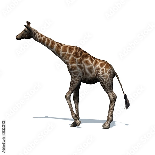 Fototapeta Naklejka Na Ścianę i Meble -  Wild animals - giraffe with shadow on the floor - isolated on white background - 3D illustration