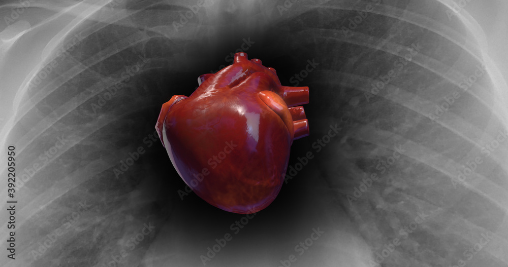 Healthy Human Heart Is Beating. XRay Skeleton On Background. Science
