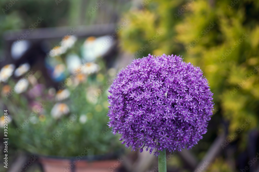 Obraz premium decorative garlic in the garden