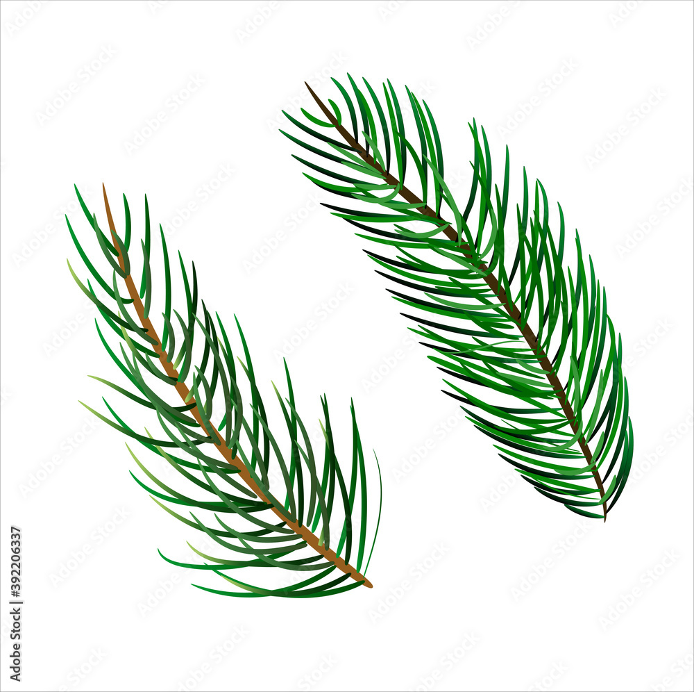 handdrown evergreen branches, vector file eps 10