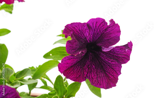 One purple petunia.