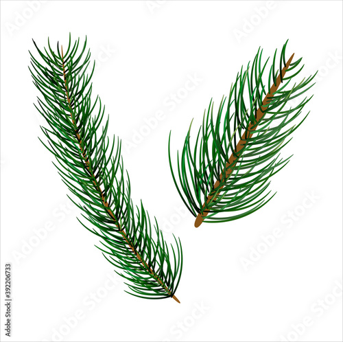 handdrawn realistic evergreen branches elements, vector file eps 10