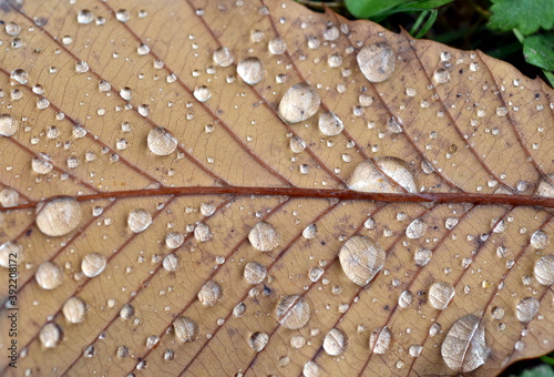 Regentropfen auf einem Blatt im Herbst