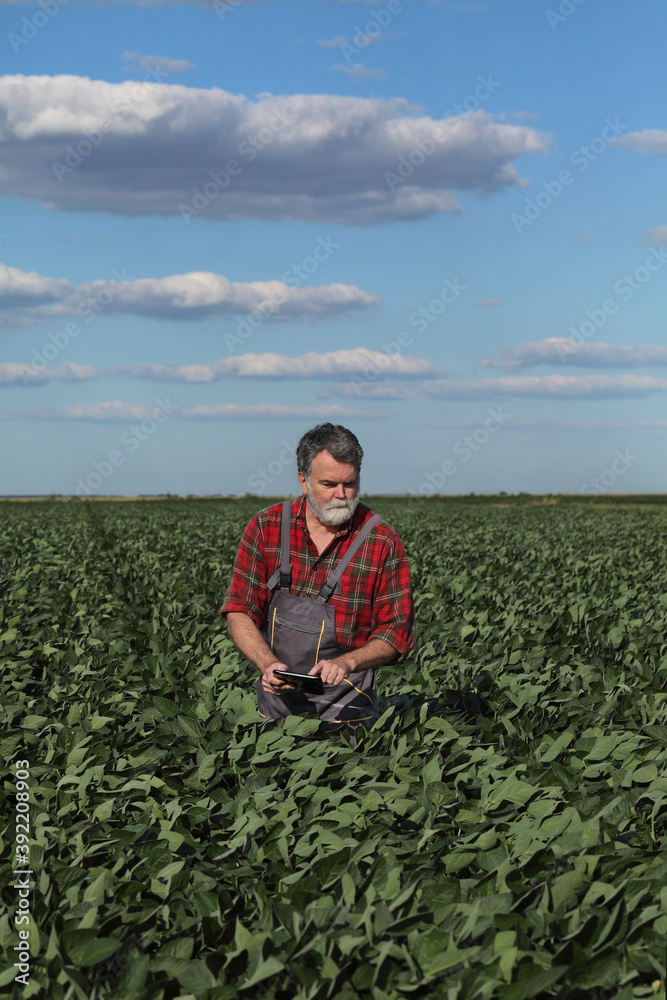 Farmer or agronomist in green soybean field examining crop using tablet, soy field in spring
