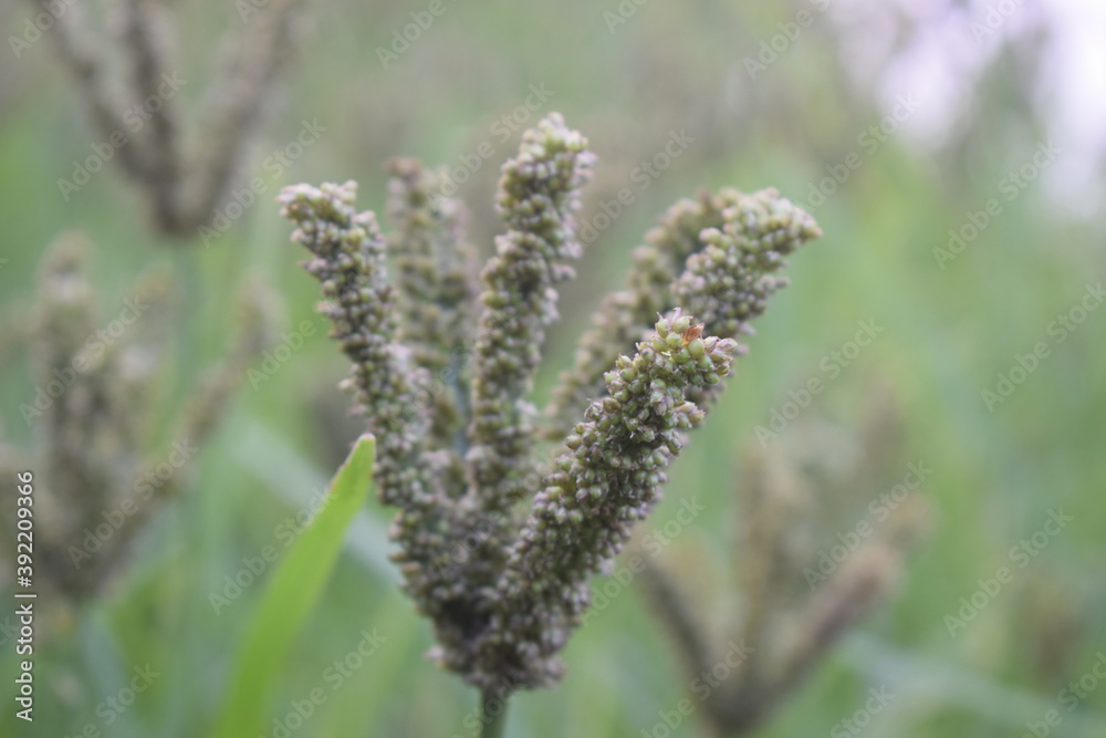 finger millet ( Raagi ) photo with blur background finger millet ( Raagi ) photo with blur background