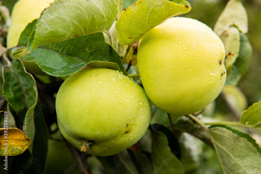 dojrzewające jabłko, ripening apple dojrzewające jabłko, ripening apple