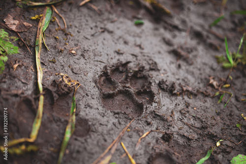 dog footprint in mud