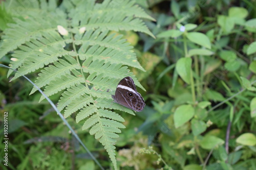 Worth to see the gray butterfly playing on portrait photo photo