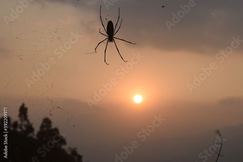 Photo of spiders and nets taken at sunset or Photo of sunset with spider and spider wives