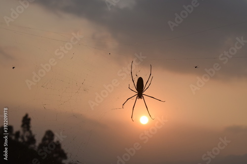 Isolated spider silhouette with sunset background