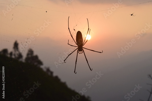 Photo of spiders and nets taken at sunset or Photo of sunset with spider and spider wives