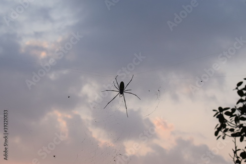 Spider on the web against autumn sunset, Isolated spider silhouette with sunset background