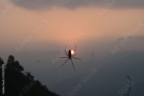 Spider on the web against autumn sunset, Isolated spider silhouette with sunset background