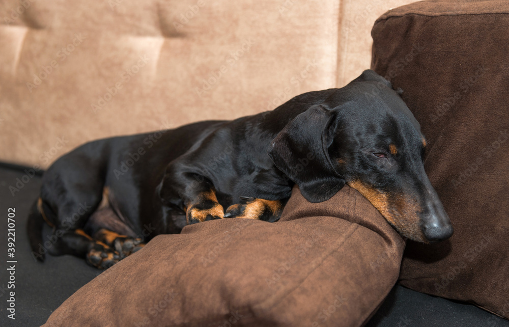 Sleeping black and tan dachshund on sofa cushion 