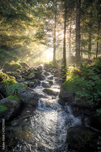 Il torrente nel bosco - Vallecamonica 