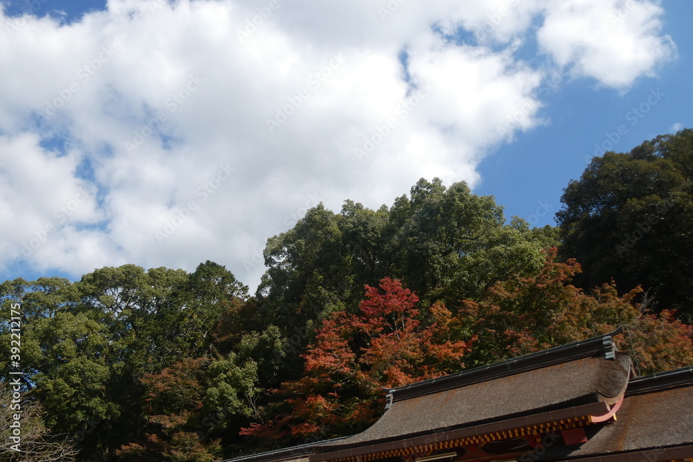 Fototapeta premium Autumn Leaves Japan