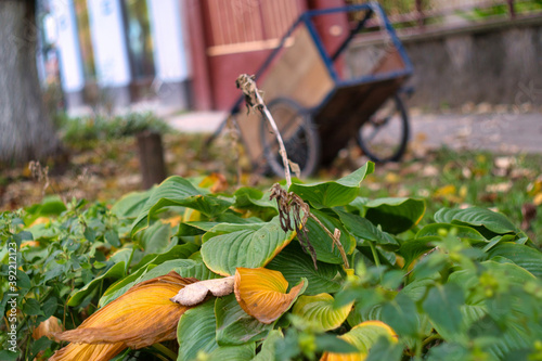 Beautiful autumn street with fall leaves in the historic center of traditional Serbian village Kovilj in Vojvodina photo