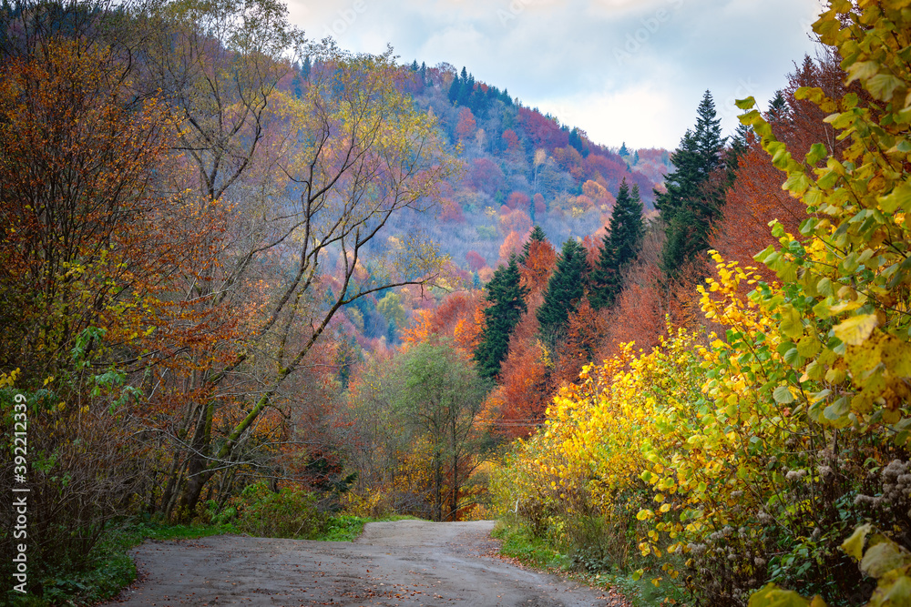 Panorama od autumn carpathian forest with gold and red foliage Panorama od autumn carpathian forest with gold and red foliage